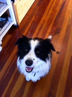 Adopting a dog for The Angel Zoe Kindness Project Adopting a dog for The Angel Zoe Kindness Project