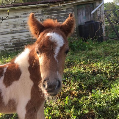 Princess Zoe Foal 2